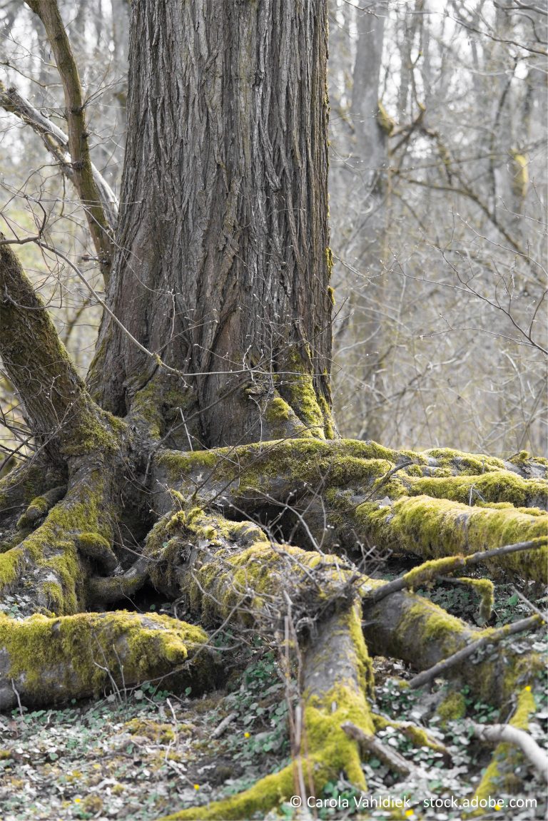 Baum Des Jahres 2019 Flatterulme